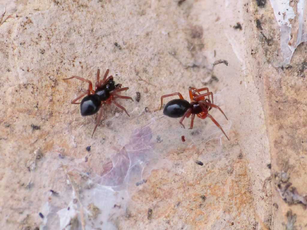 Occhi di Linyphiidae maschio - Tolfa (RM)